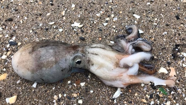 На пляже в Британии необычное нашествие осьминогов