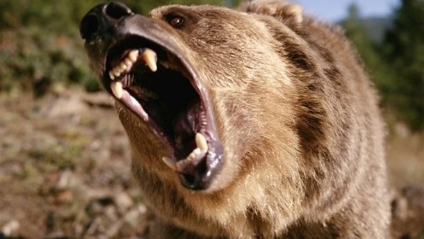 Ожирение помогло собаке из США пережить нападение медведя