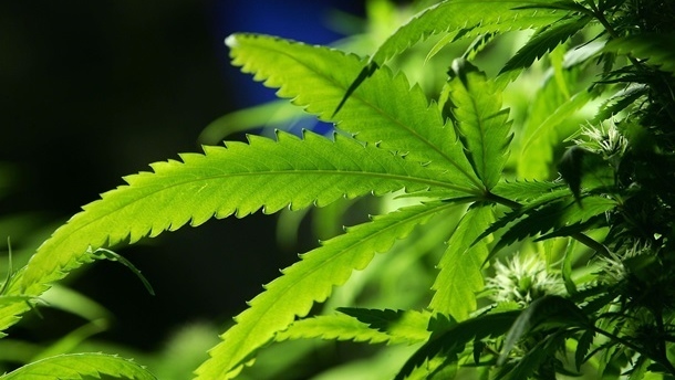 В Грузии разрешили употребление марихуаны