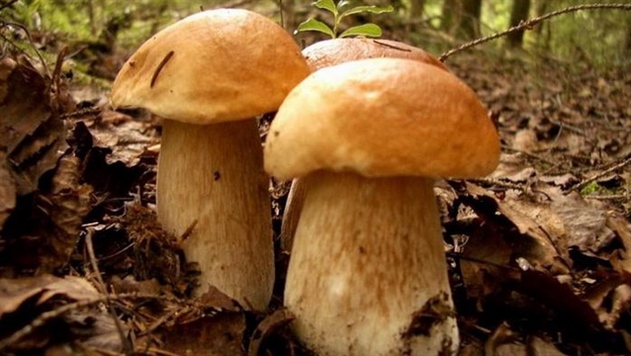 Партию радиоактивных грибов из Беларуси обнаружили во Франции